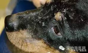 14种宠物常见皮肤病图文大全！（最全版）-16种宠物常见皮肤病图文大全