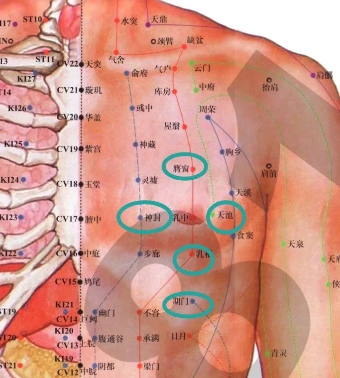 乳房九大经络位置图图片