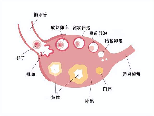 排卵後能運動嗎?小心黃體破裂