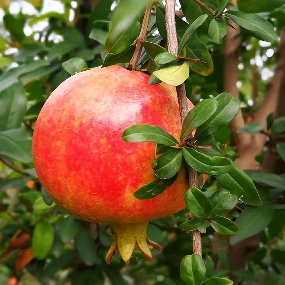 想种"网红水果"软籽石榴?记住这几点种植技巧,一起来看看