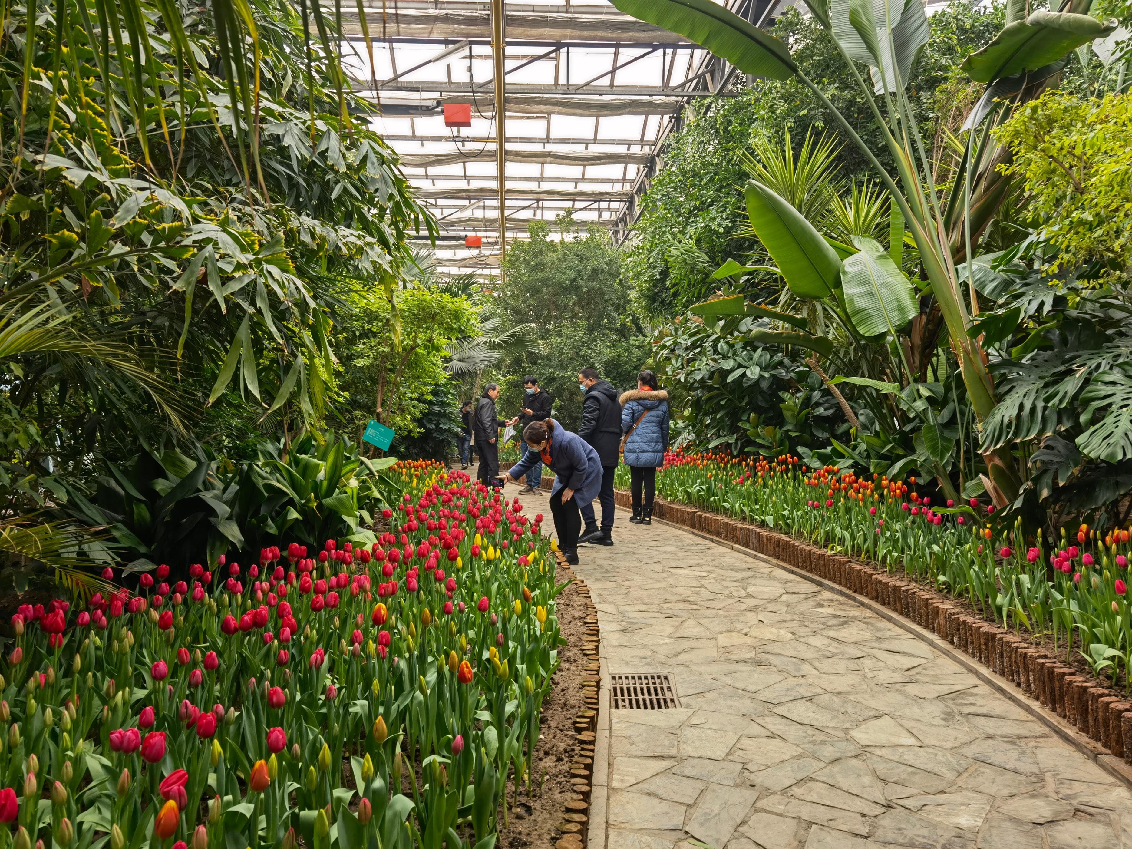 曹庄子花卉市场地址图片