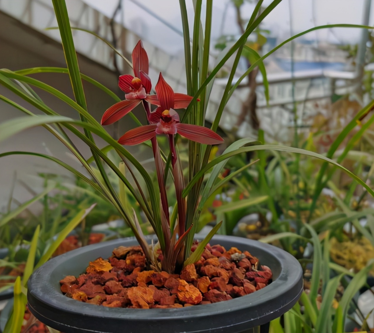 春兰红素之首"醉红素",红杆红花,兰香"醉"人,养兰首选