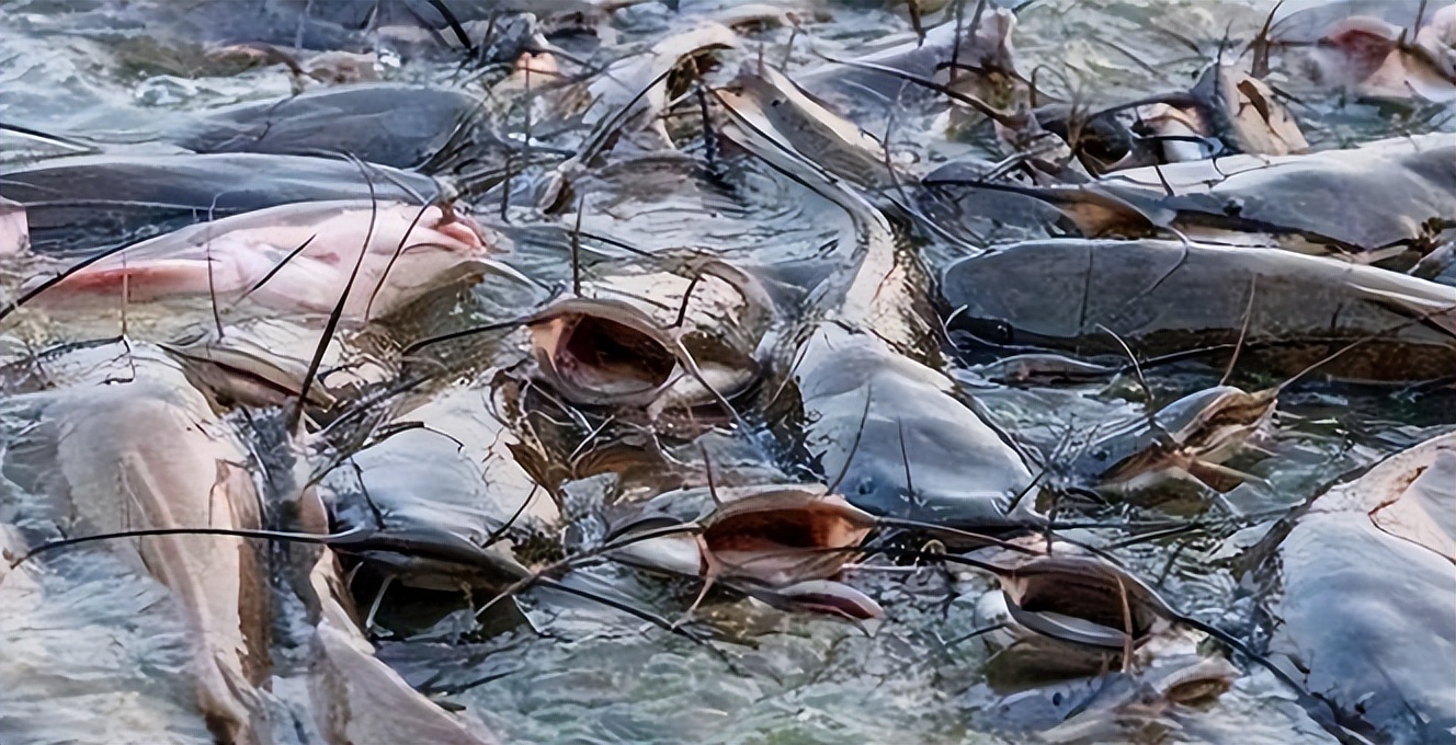 印度恒河水遭鲶鱼物种入侵,为何要求助中国帮忙?