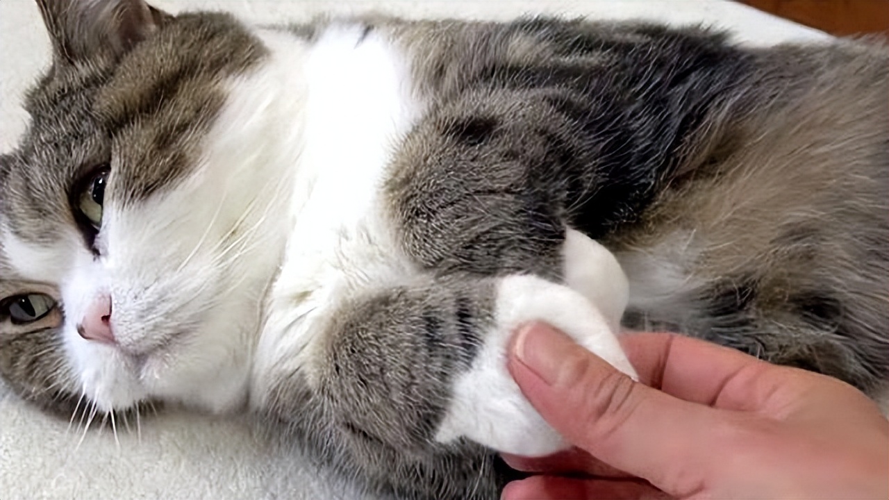 在猫眼中,你摸它的爪子,有这些含义