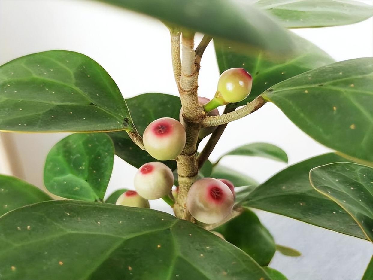 小盼菩提,极具佛性,寓意十足,小巧精致!