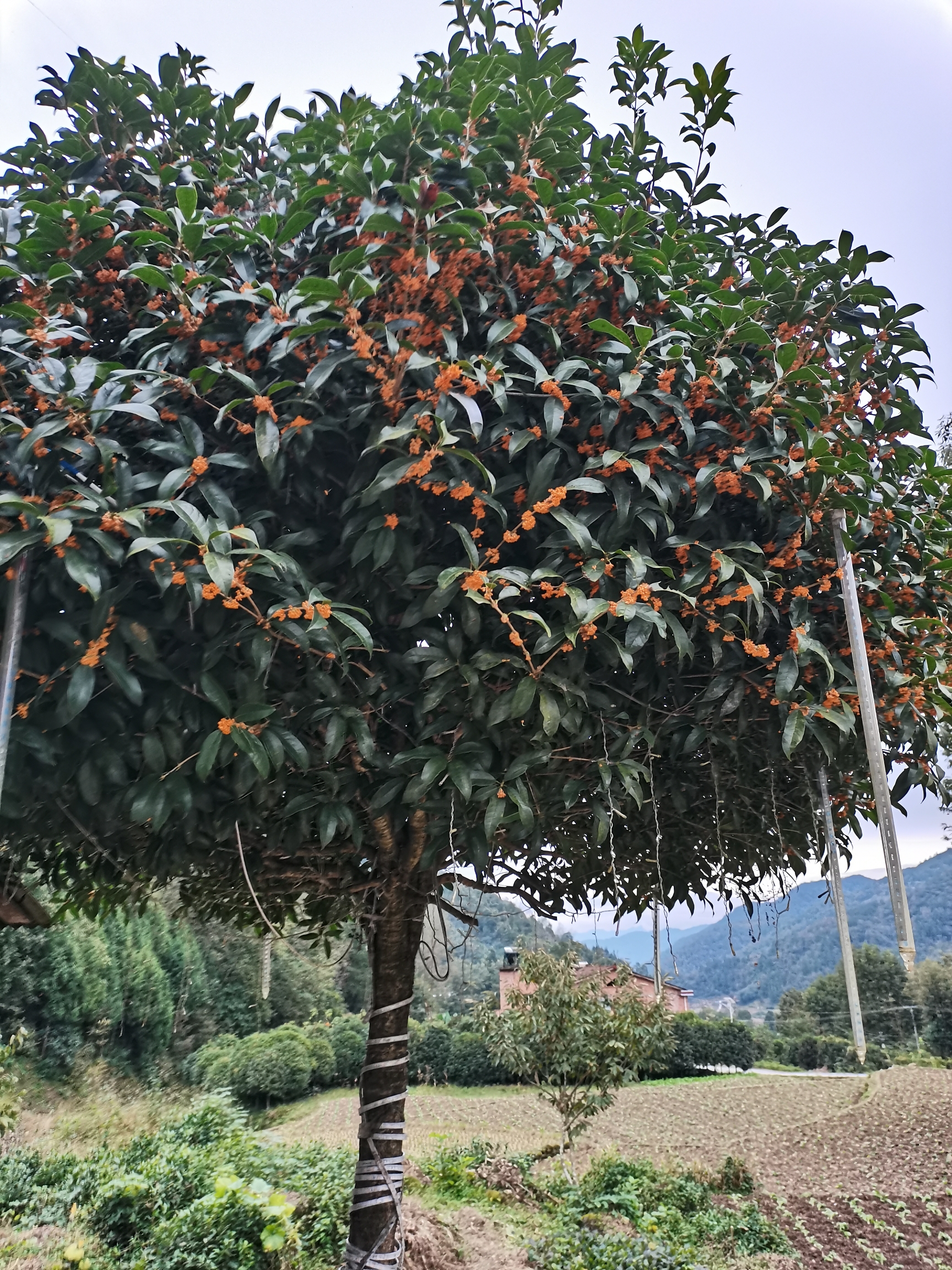 门前种树图片