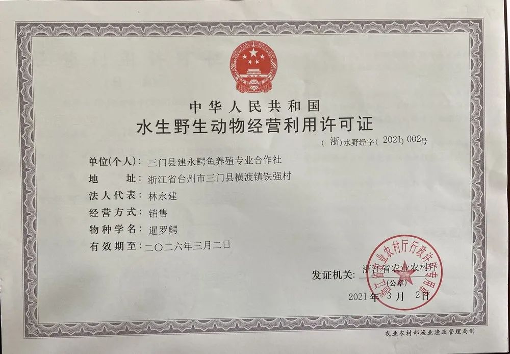 真稀奇!三门这个地方居然养起了鳄鱼