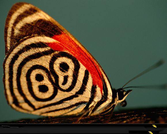 10个最吓人的蝴蝶