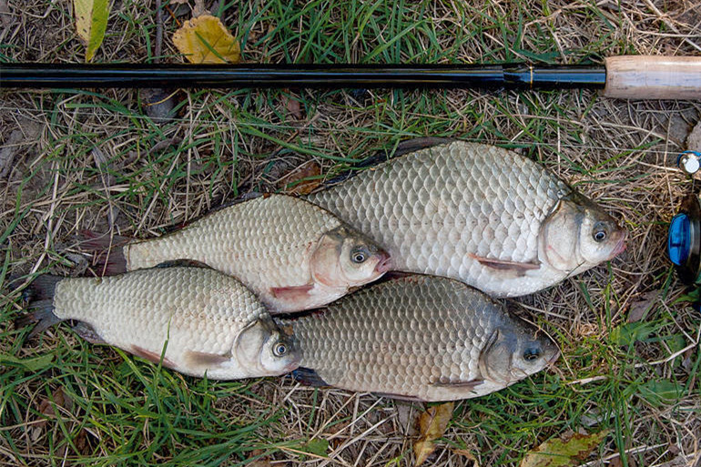 買鯽魚,分清