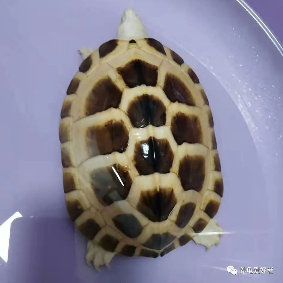 金银龟频繁出现,都是用药水泡出来的?