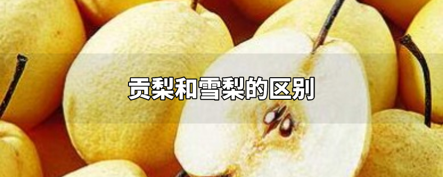 贡梨和雪梨的区别
