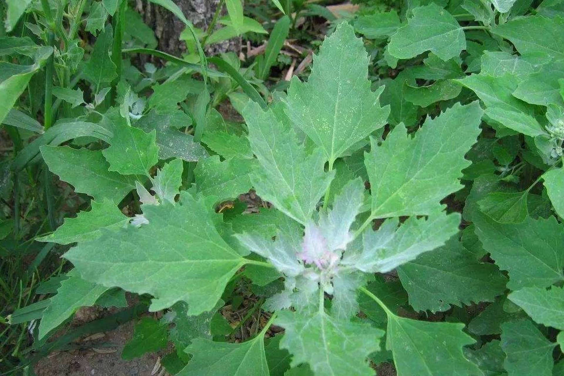 农村的灰灰菜千万别乱吃,把它晒干烧成灰有2大用途,谁用谁知道,对于一