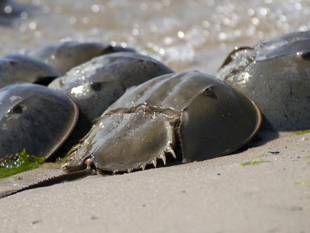 动物界的蓝血贵族——鲎