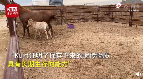 热点|全球首例！科学家用40年前冷冻基因，克隆出普氏野马，网友：恐龙呢