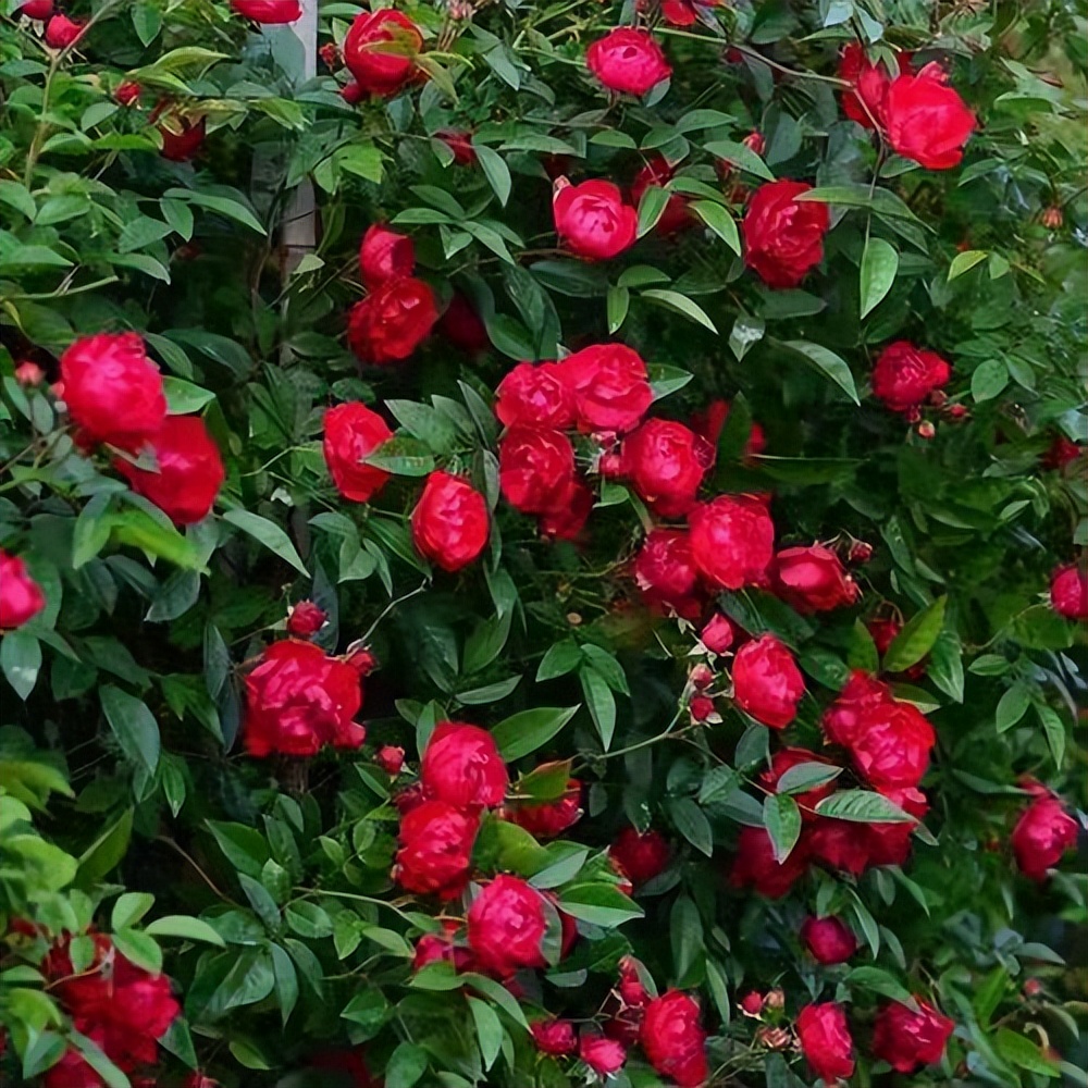 抗寒耐旱,好养易活且攀爬能力强的甜蜜红木香,值得种上一株