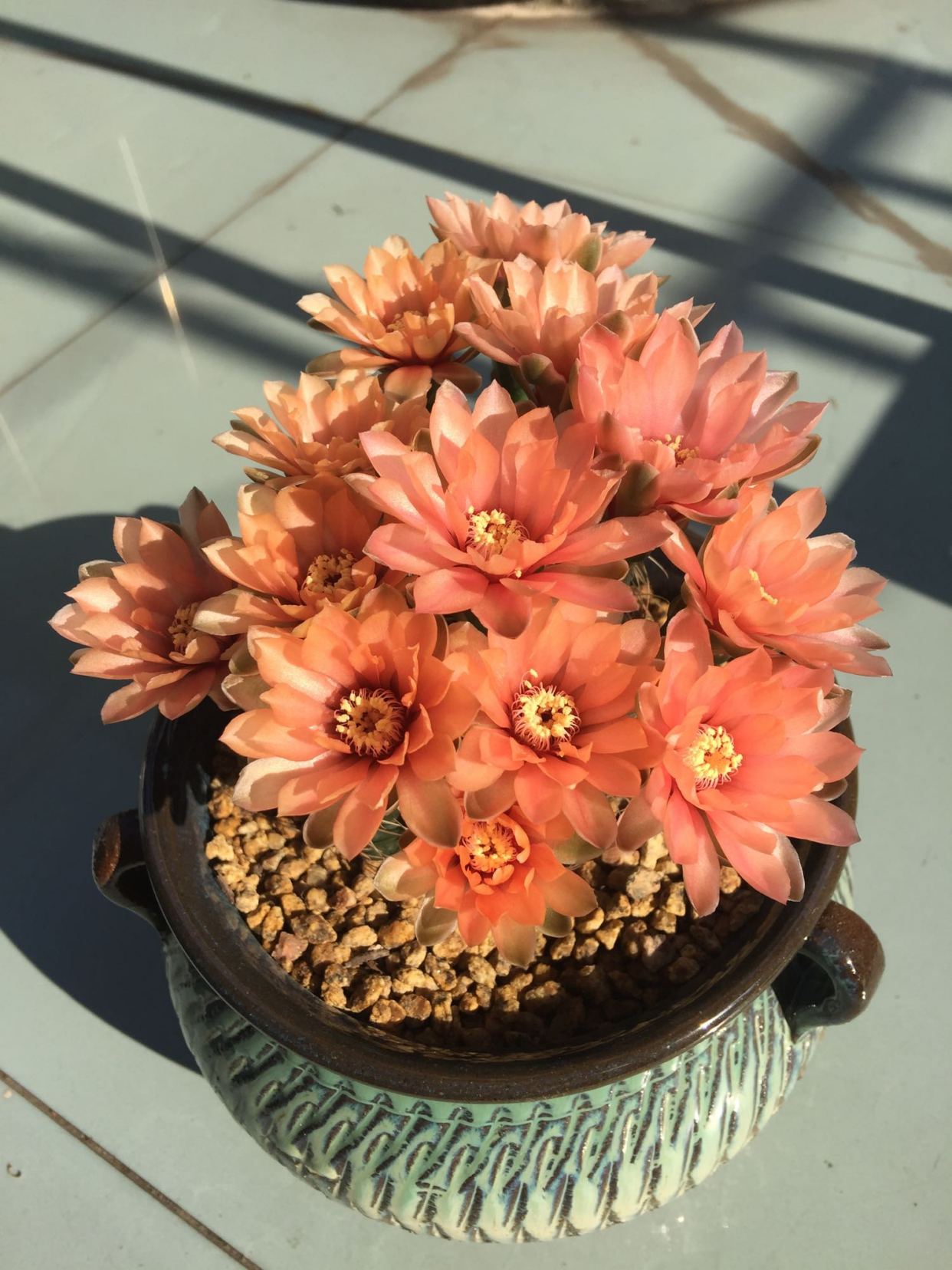 仙人球界"开花劳模"—绯花玉,除了冬天都是花期,好看又好养