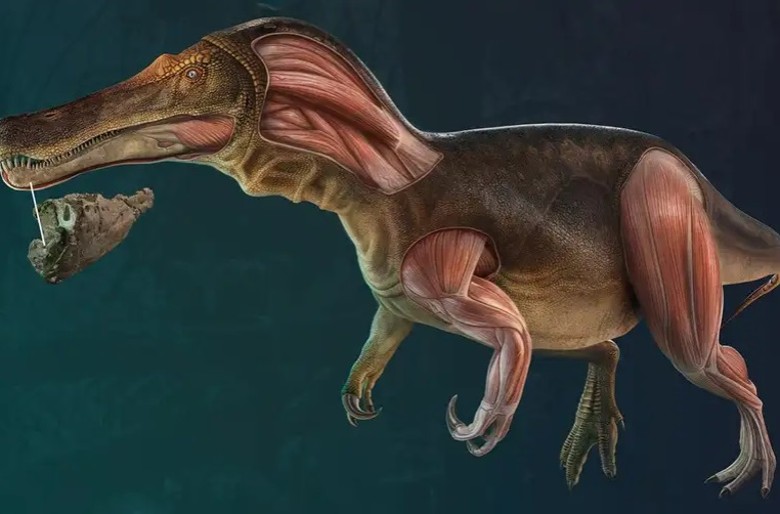 葡萄牙古生物学家发现一种新棘龙iberospinus natarioi