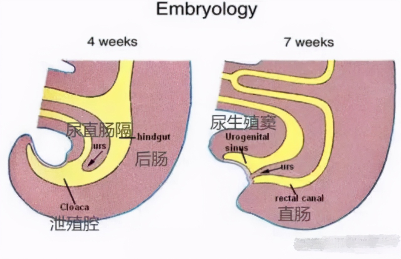 鸵鸟的泄殖腔结构图图片