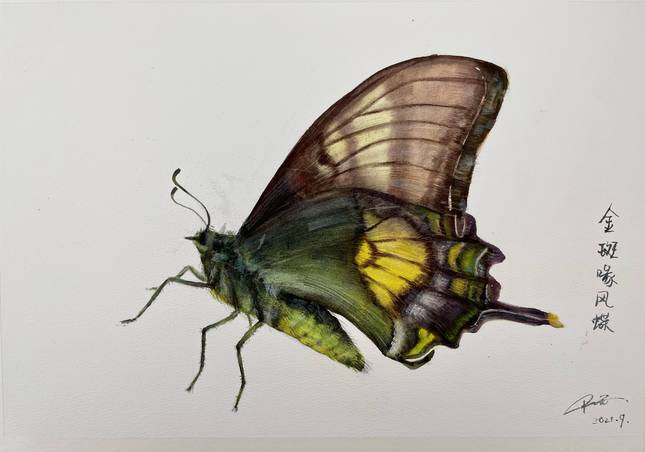(手绘作品:金斑喙凤蝶)