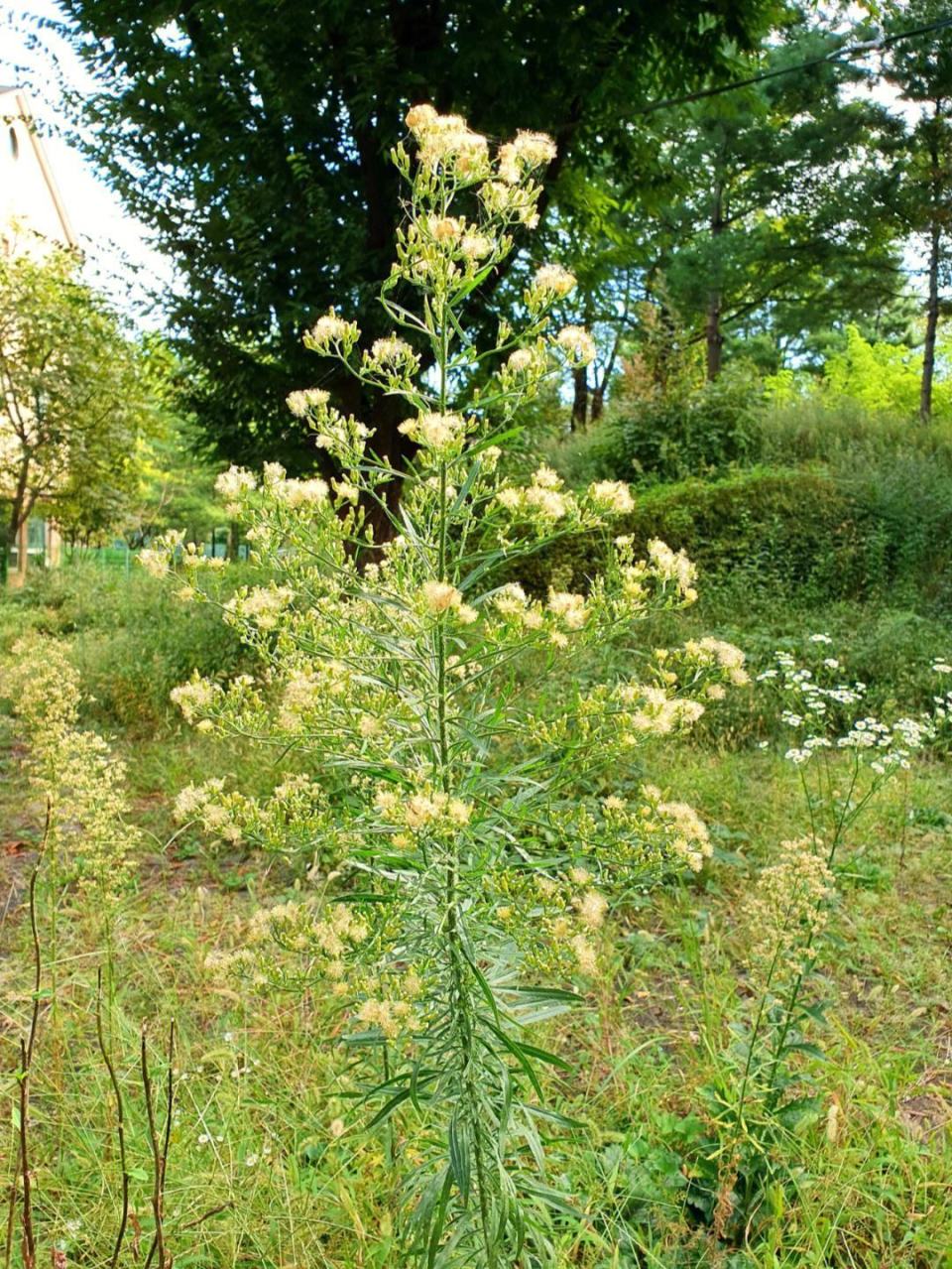 小蓬草的正确吃法,探索美味与健康的天然食材!