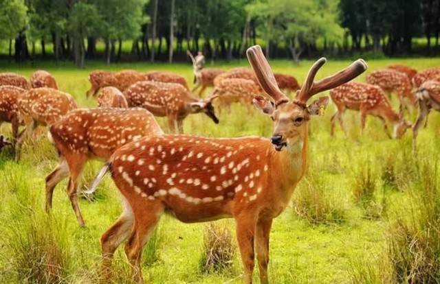 鹿醇宝集团酒厂,鹿厂