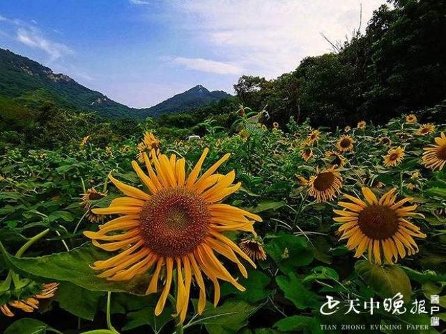 驻马店植物园图片