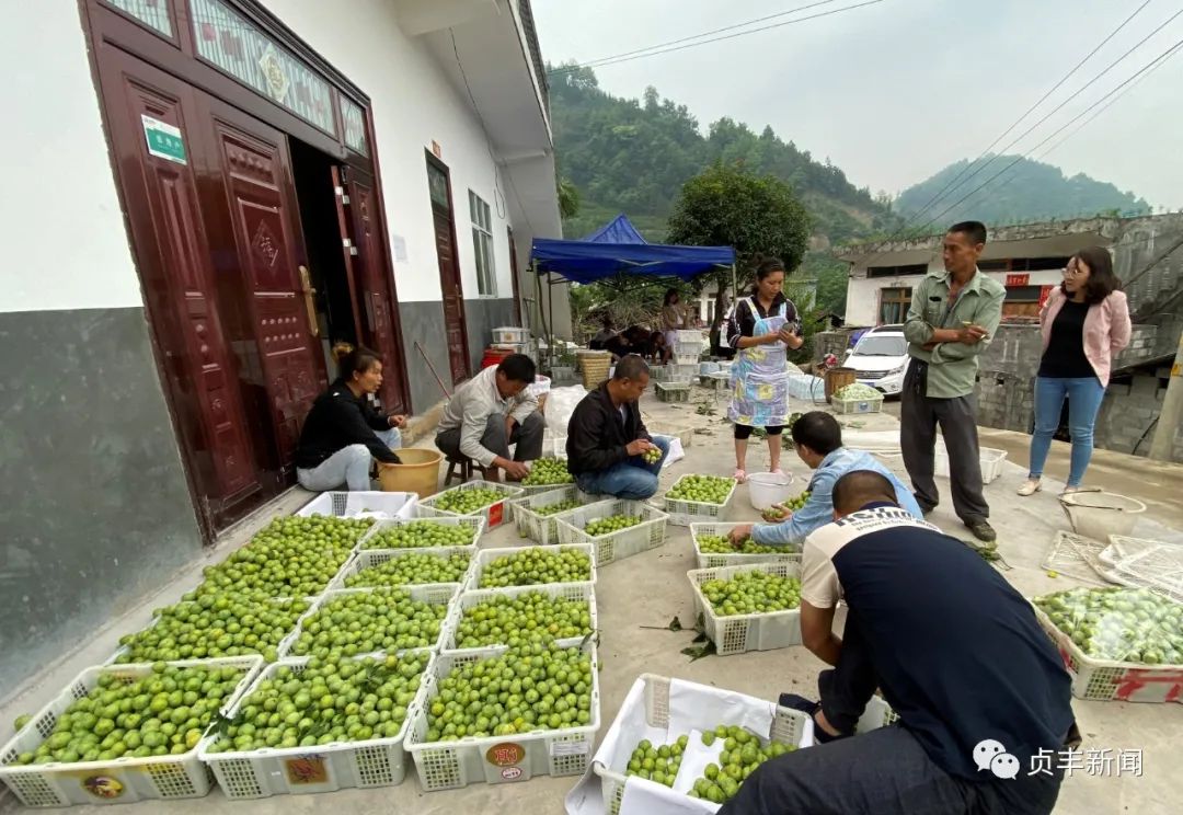 贞丰连环乡万亩四月李上市热销 成致富"金果果"