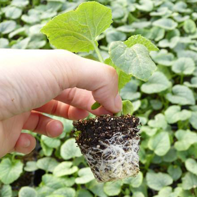 想要种植甜瓜,掌握这几个要点,可以提高甜瓜品质和产量