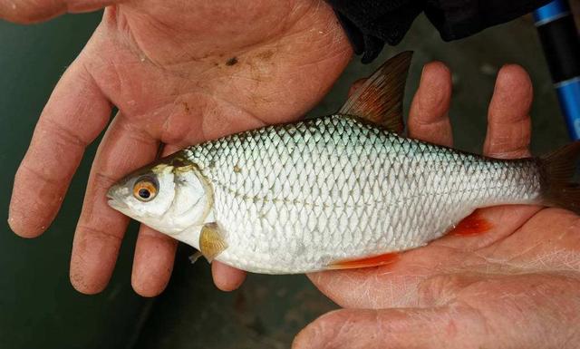 这种鱼个头小,产量高!经常用来制作罐头!只在南方养殖!为啥?