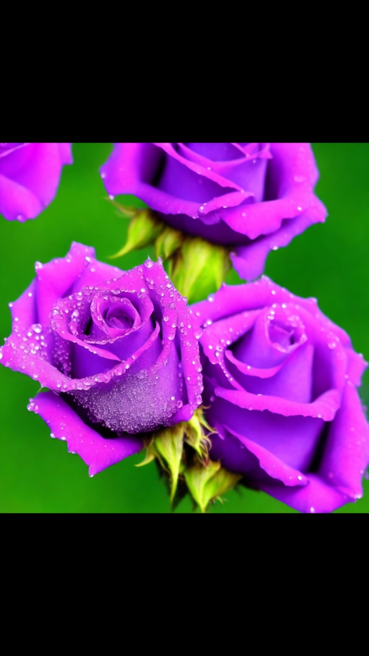 紫色玫瑰花香的味道