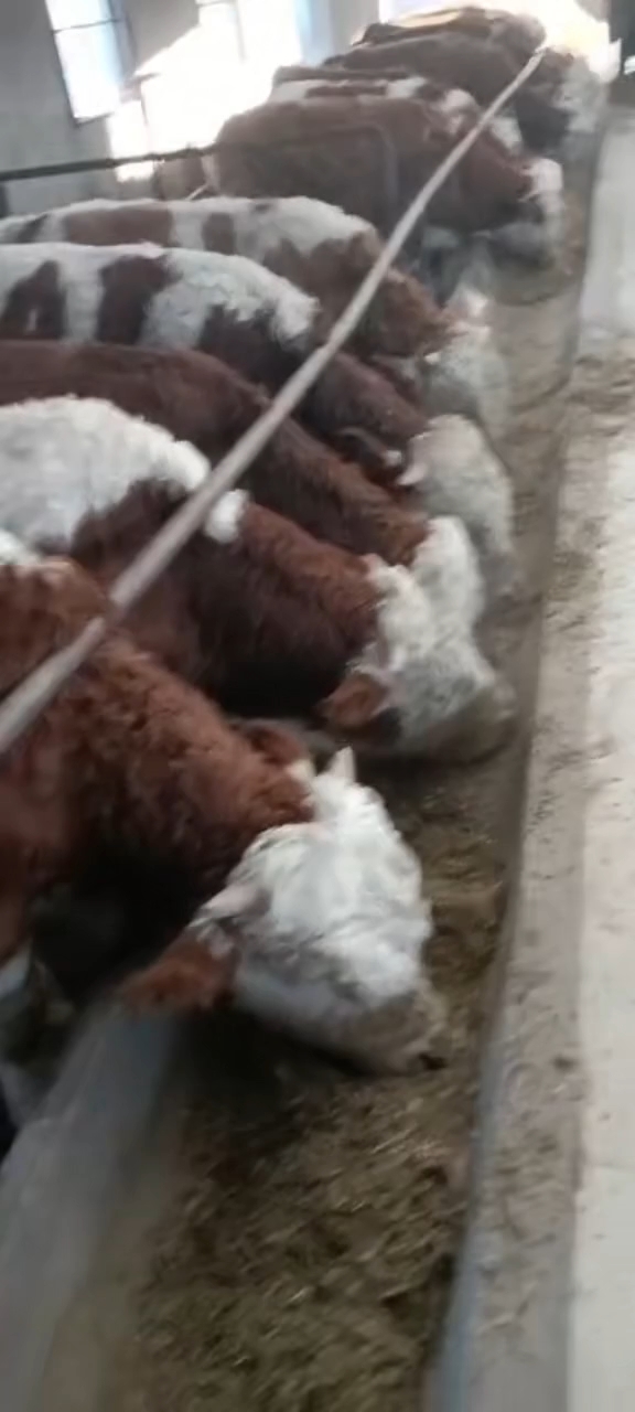 西门塔尔牛养殖场