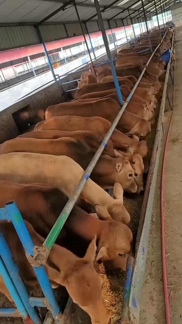 养肉牛的前景分析(养肉牛市场前景及利润)