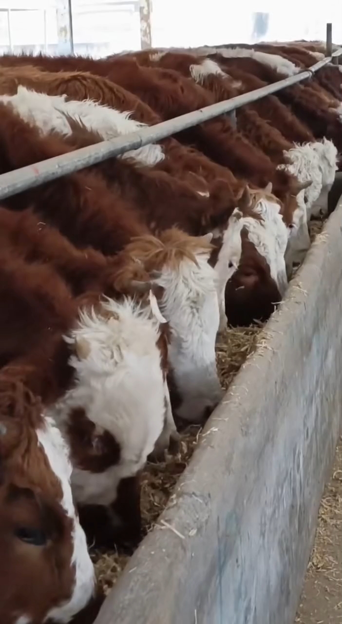 西门塔尔肉牛犊出栏