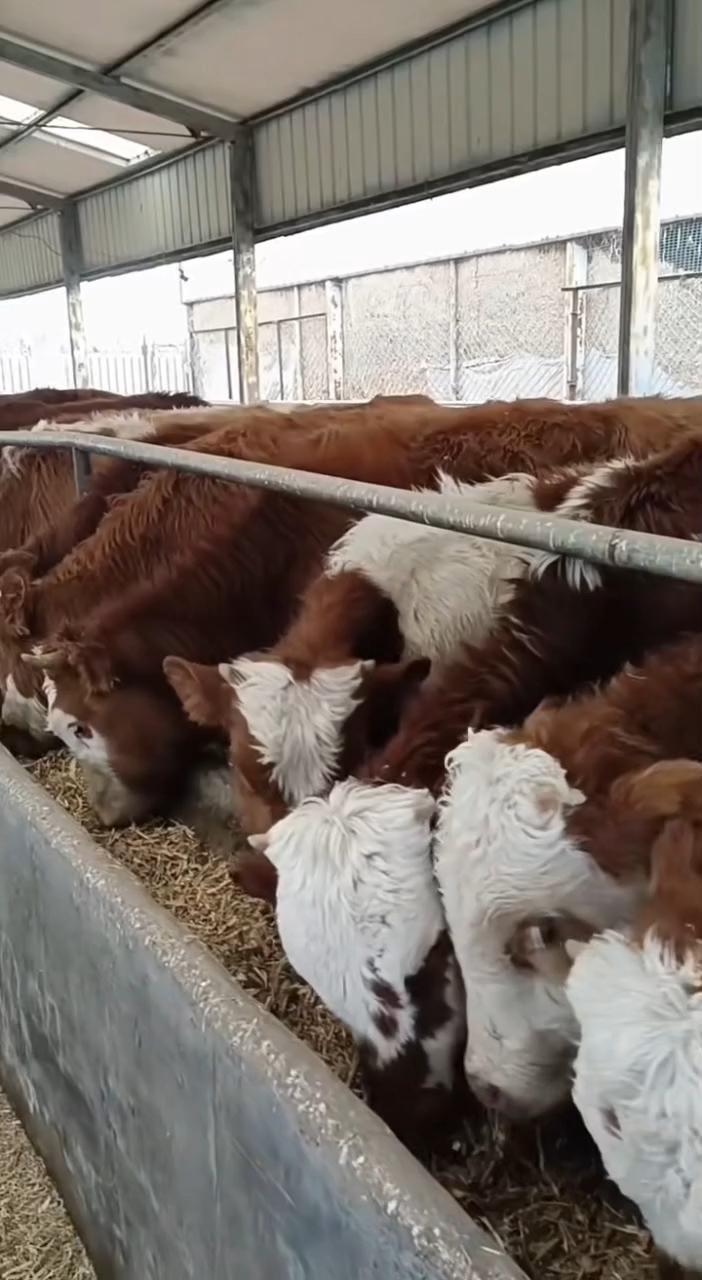 西门塔尔肉牛出栏