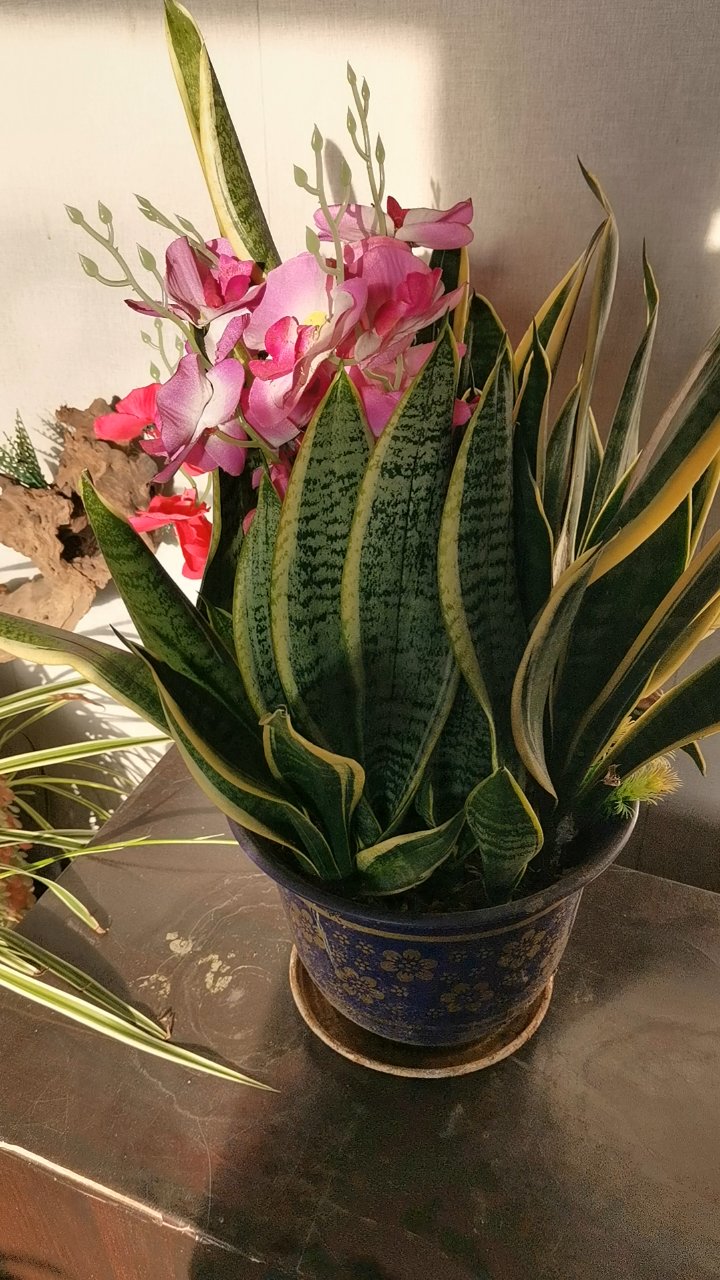 虎皮兰开花