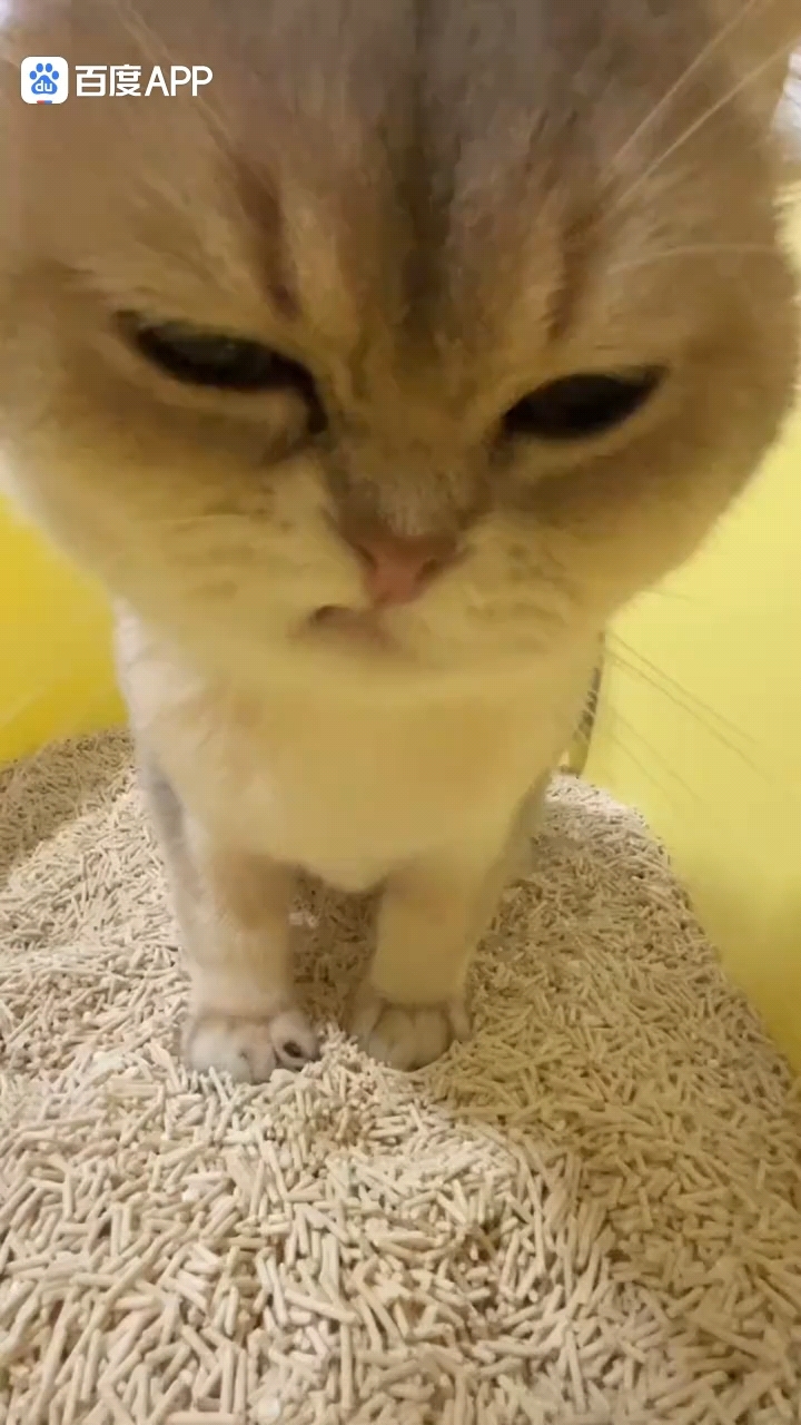 快看,我家小猫不屑的表情