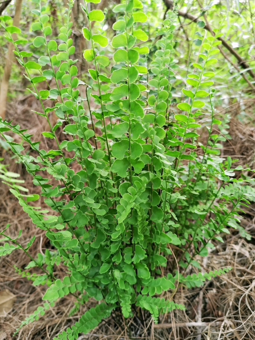 团羽铁线蕨,盆栽观赏应该非常美