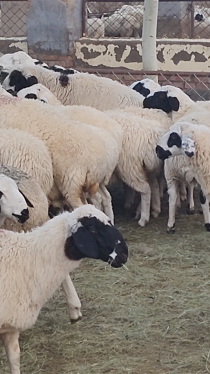 内蒙古苏尼特熊猫羊,纯天然散养羊.
