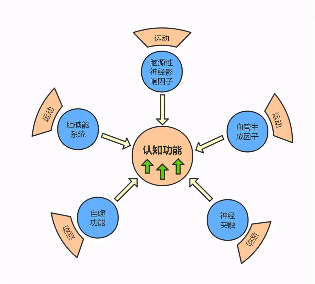 体育锻炼可以改善认知功能,赶紧运动起来