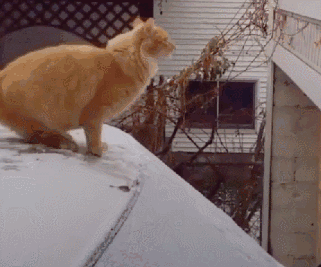 猫咪"离家出走"了,为什么就不回来了?背后的原因很心酸