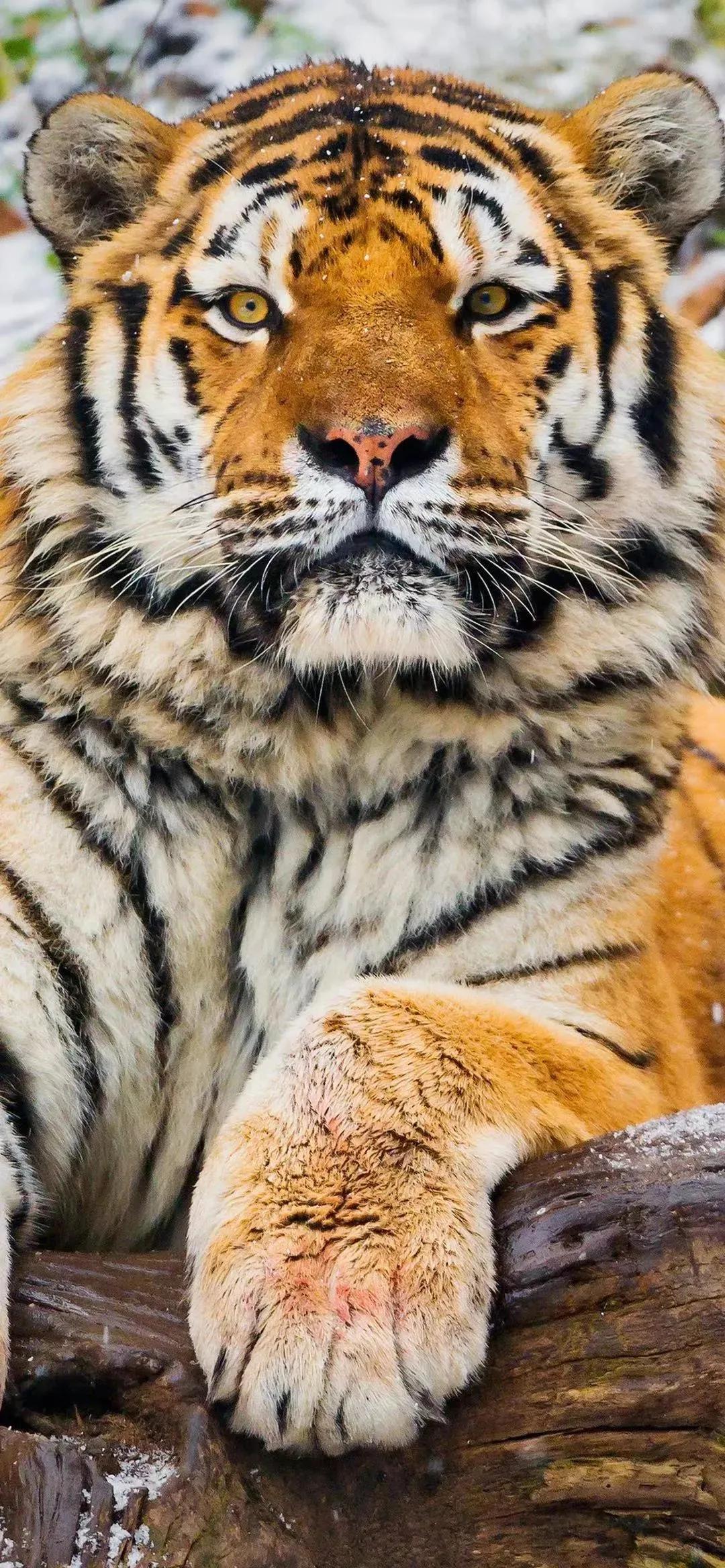 老虎壁纸,入山不怕虎伤人,只怕人情两面刀