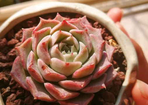 20多肉——海琳娜:颜值出众好养护,夏季种植注意这些就够了