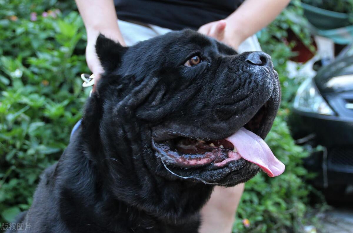 卡斯罗犬(cane corso)是一种源自意大利的古老犬种,以其威武的体型和
