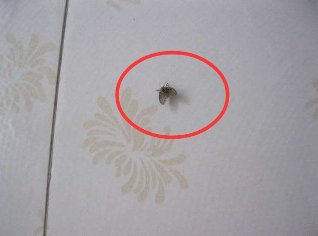 厕所里撒一把"盐",真是太厉害了!一年省下好几百,快回家试试