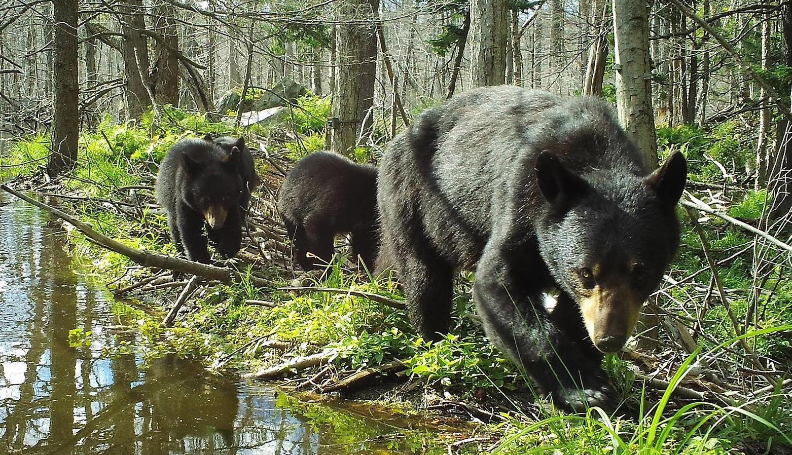 探秘:阿巴拉契亚山区中的动物,悠闲的山地"居民"!
