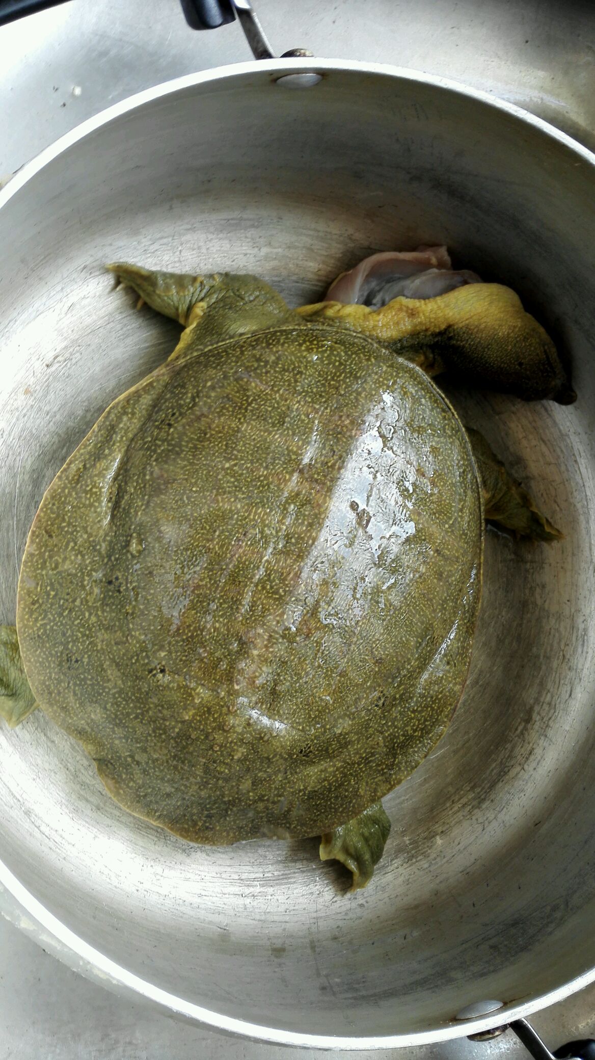 甲鱼这样宰杀,轻松成为烹饪高手!