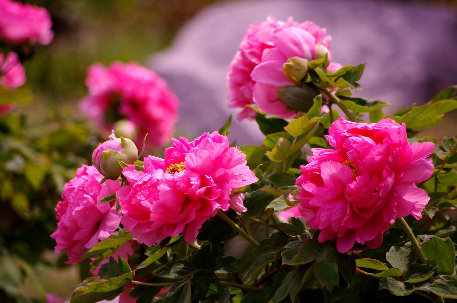 江苏盐城盐都区:牡丹花开春意浓