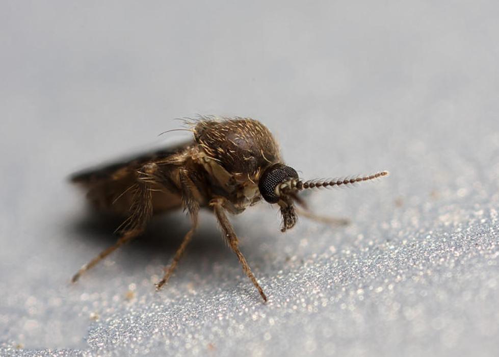 神秘的"飞行的硫酸":揭秘危险的空中生物——蠓虫