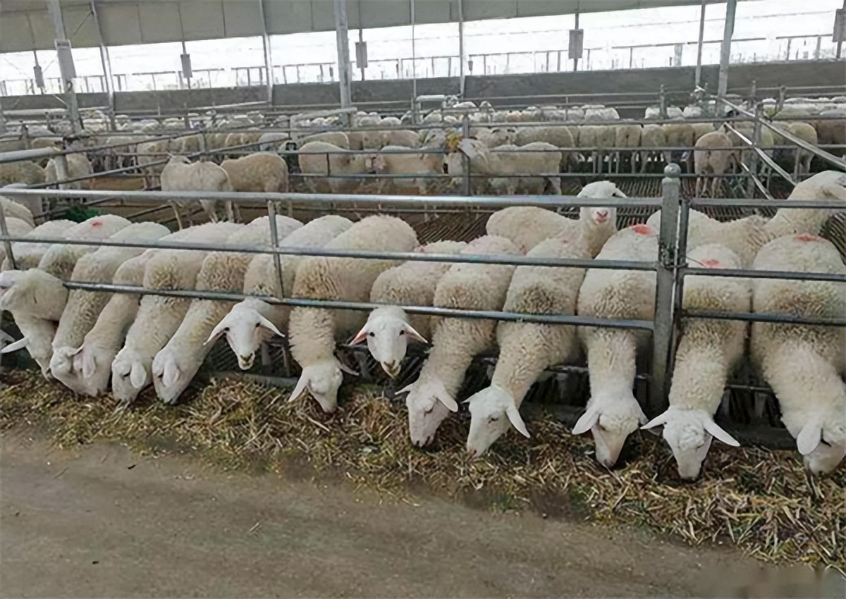 規模化養羊場建設標準是什麼?規模化養殖羊舍建設的條件有哪些?