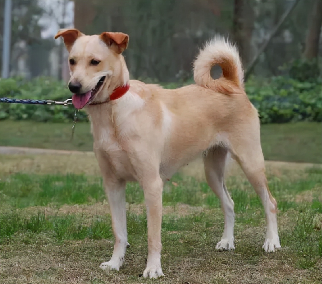 2022养什么狗好?选这几类狗,能给你带来"好运"